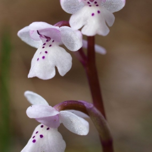 Orchis x sezikiana